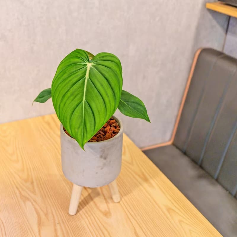大麥克蔓綠絨 水泥盆栽 落地盆栽 小高木腳水泥盆栽 開幕送禮