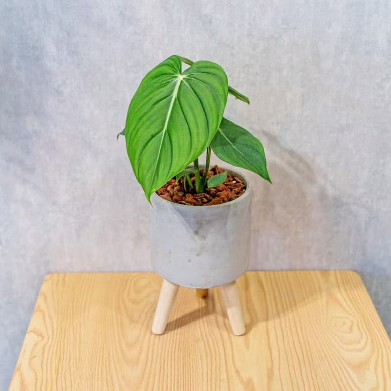 大麥克蔓綠絨 水泥盆栽 落地盆栽 小高木腳水泥盆栽 開幕送禮