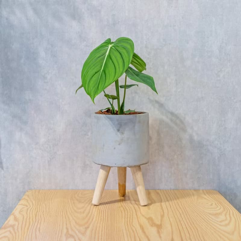 大麥克蔓綠絨 水泥盆栽 落地盆栽 小高木腳水泥盆栽 開幕送禮
