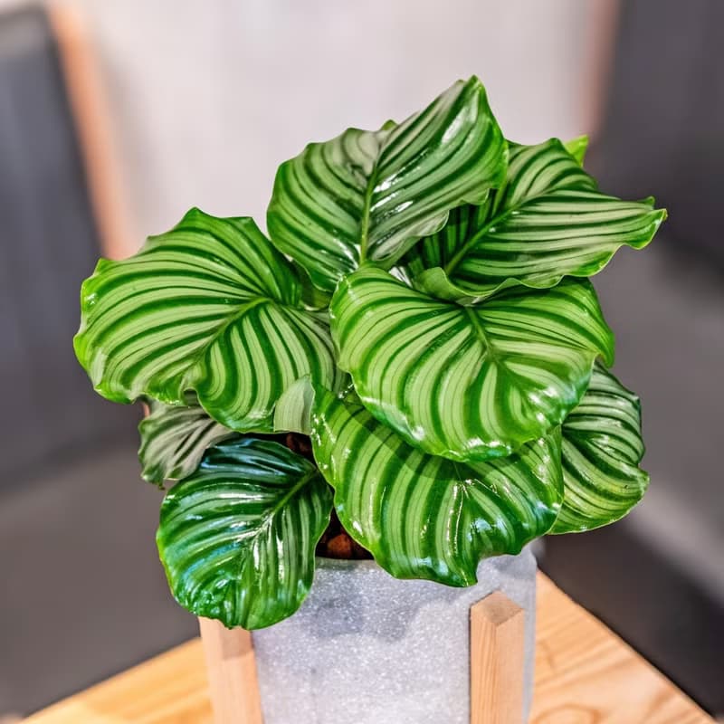 青蘋果竹芋 落地四腳木架水泥盆栽 觀葉植物開幕送禮推薦