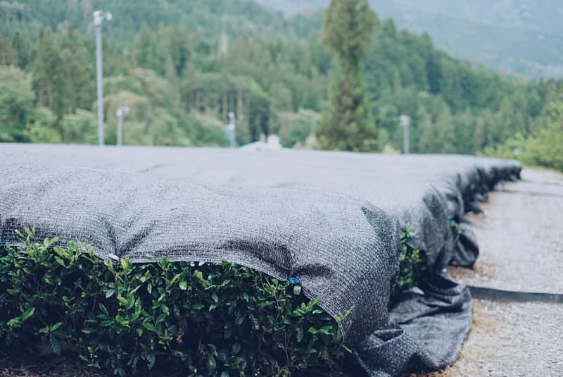 玄米茶 50g