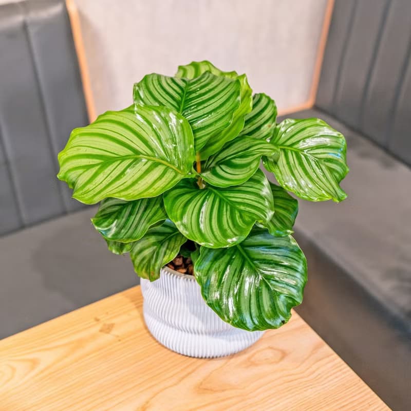 青蘋果竹芋 7寸曲線造型白水泥盆 觀葉植物室內桌上擺飾