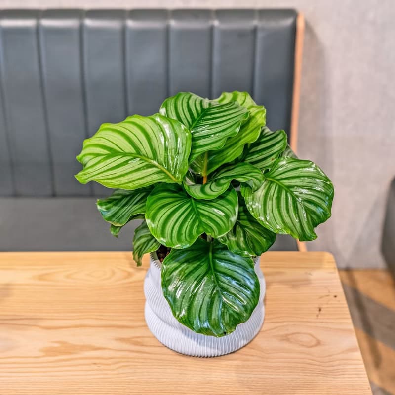 青蘋果竹芋 7寸曲線造型白水泥盆 觀葉植物室內桌上擺飾