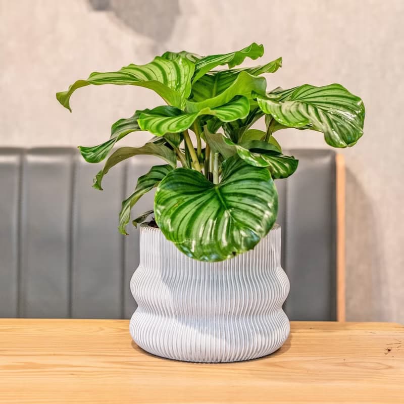 青蘋果竹芋 7寸曲線造型白水泥盆 觀葉植物室內桌上擺飾
