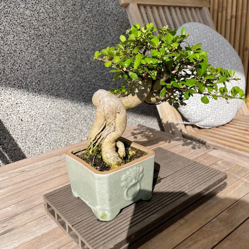 小品盆栽-牛港刺 盆景 送禮