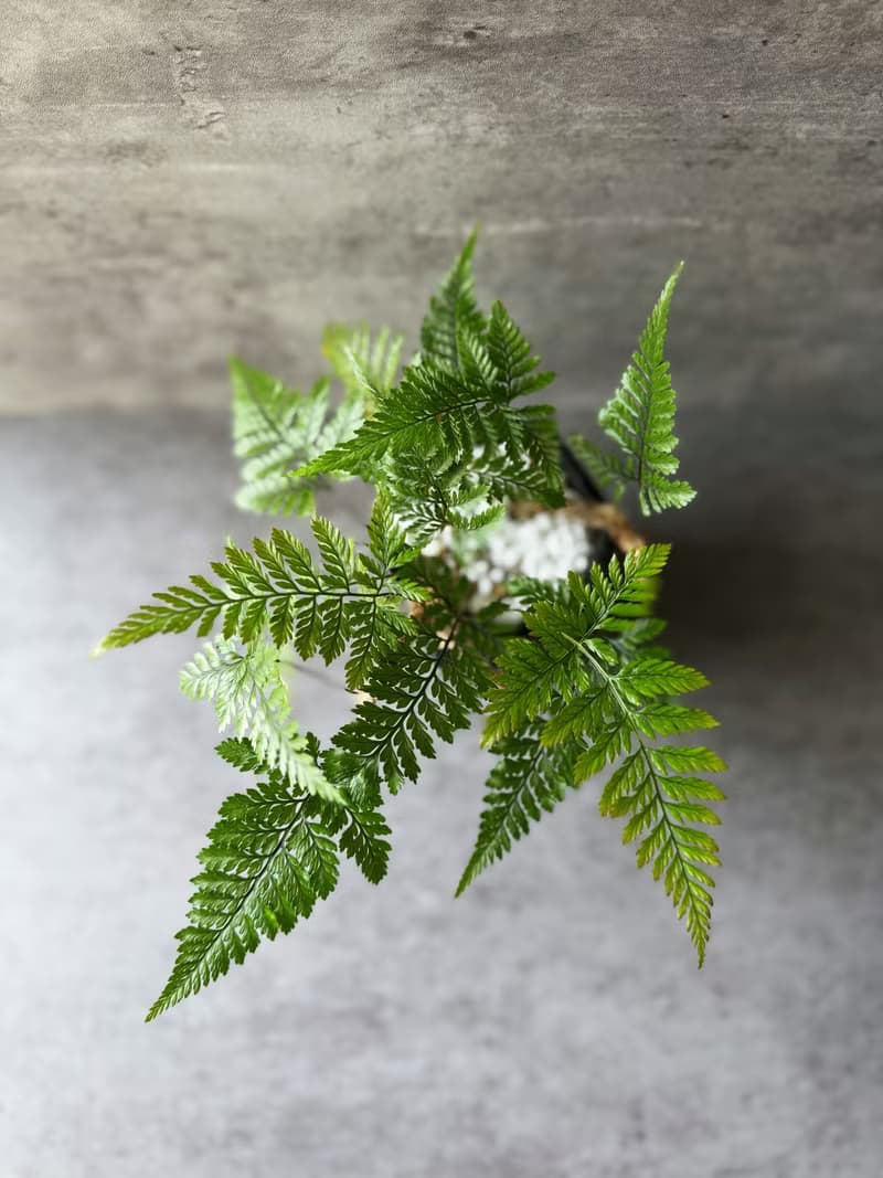 室內植物 兔腳蕨 盆栽 植栽 桌上盆栽 開幕送禮