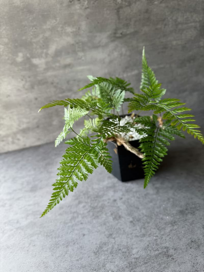 室內植物 兔腳蕨 盆栽 植栽 桌上盆栽 開幕送禮