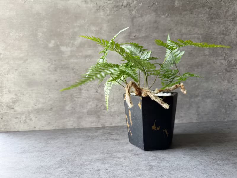 室內植物 兔腳蕨 盆栽 植栽 桌上盆栽 開幕送禮