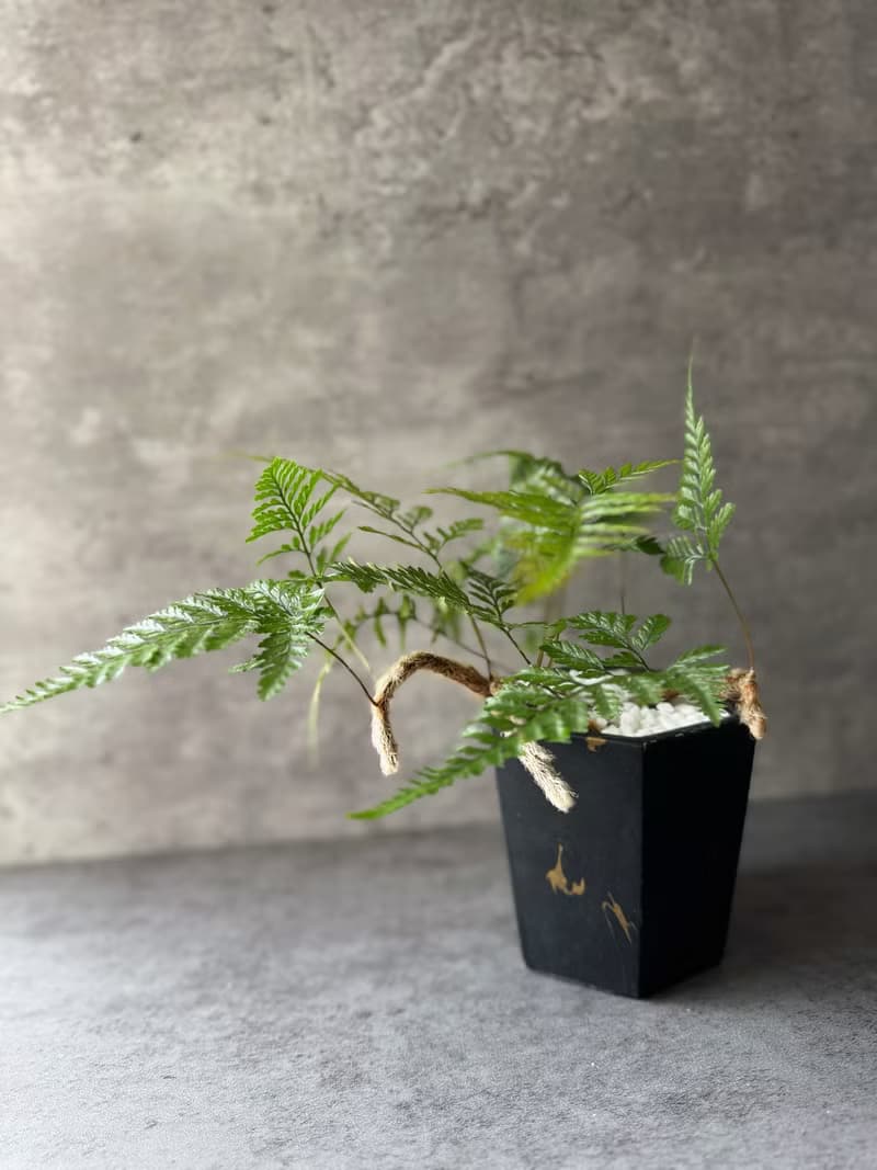 室內植物 兔腳蕨 盆栽 植栽 桌上盆栽 開幕送禮