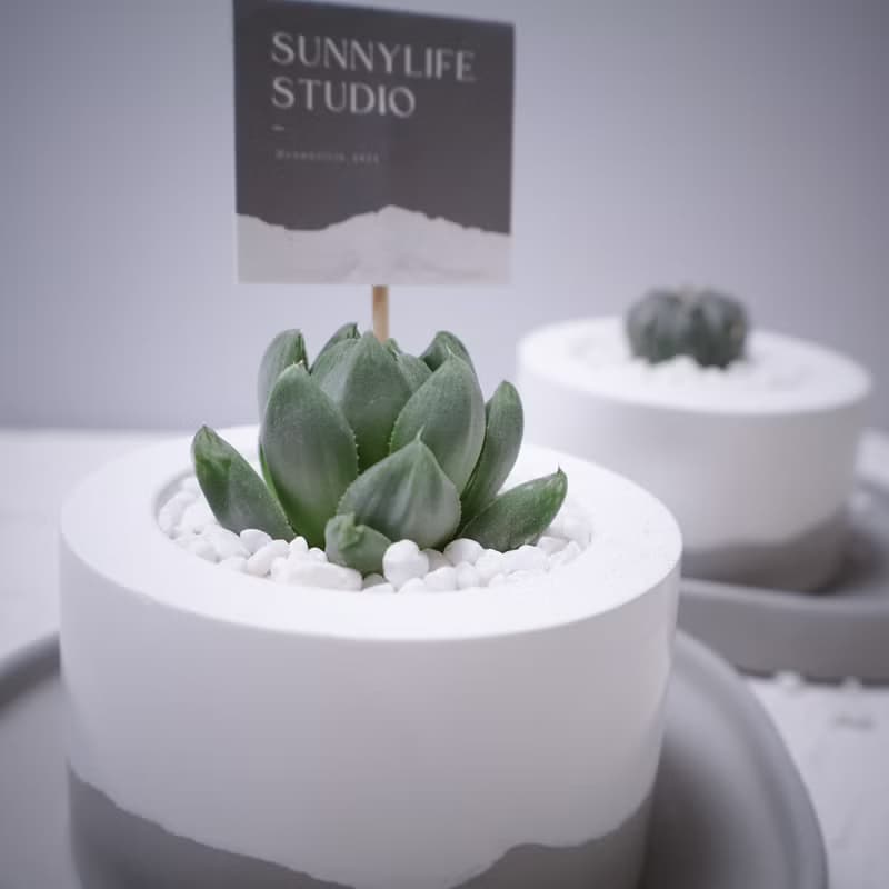 經典圓雪山款水泥盆 / 多肉植物 / 仙人掌 (附小島底盤)