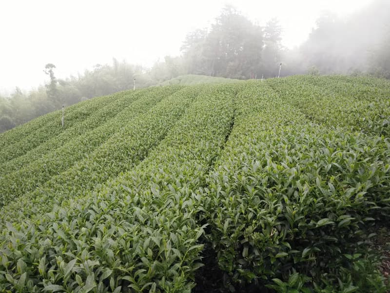 【蜜綠貳柒】 高山金萱 生物分解 三角立體茶包