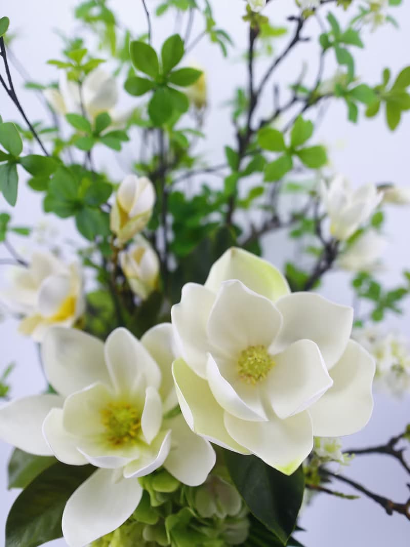 洋玉蘭日本吊鐘樹花禮 免運專人配送限雙北市 其餘地區需補運費