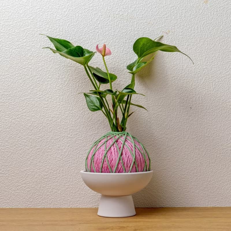 苔球植物 粉紅火鶴粉色苔球加磨砂高腳缽 苔球 苔玉 禮物