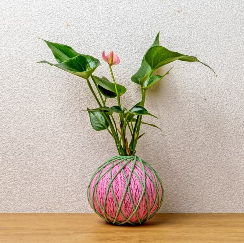 苔球植物 粉紅火鶴粉色苔球加磨砂高腳缽 苔球 苔玉 禮物