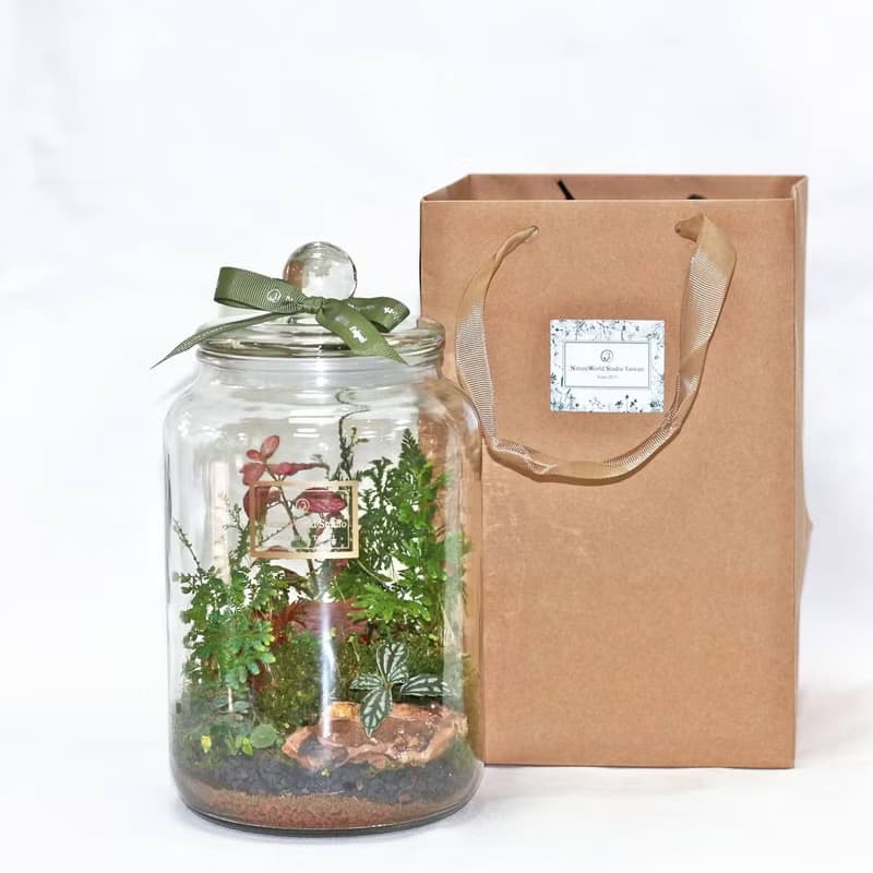 【植物生態瓶】DIY材料包+教學影片/特大款13×22cm