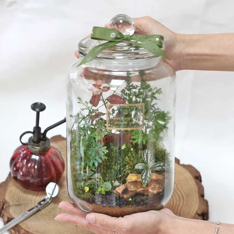 【植物生態瓶】DIY材料包+教學影片/特大款13×22cm