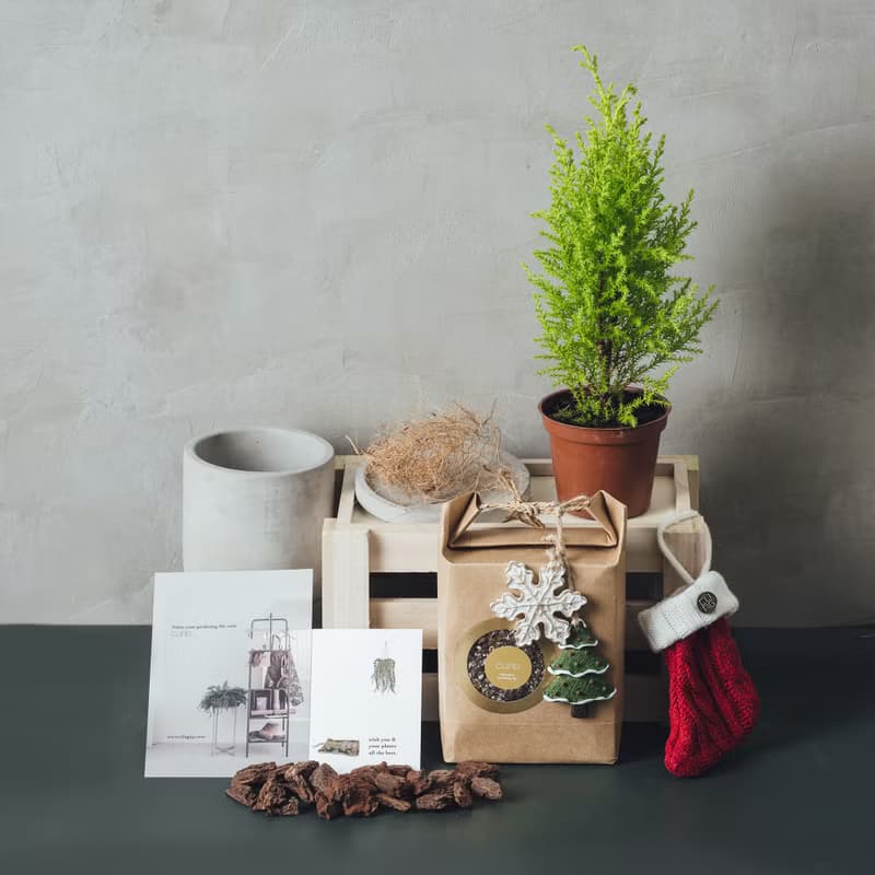 【聖誕植物DIY禮盒】-交換禮物/聖誕紅/香冠柏/銀葉菊/植物組盆
