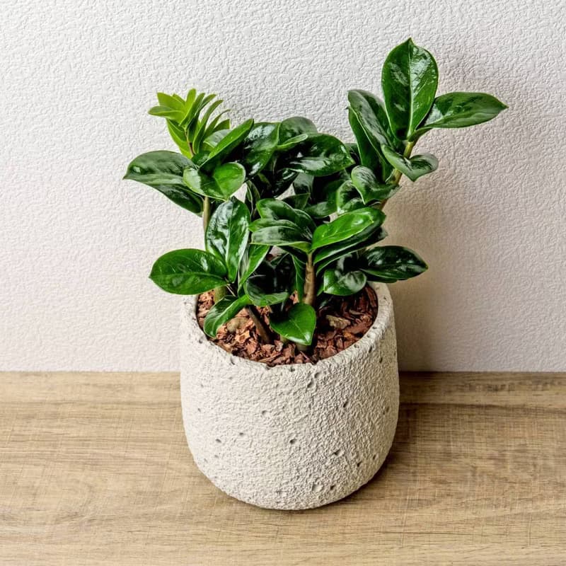 金璽金錢樹 圓點白小水泥盆栽 + 裝飾小公仔1組