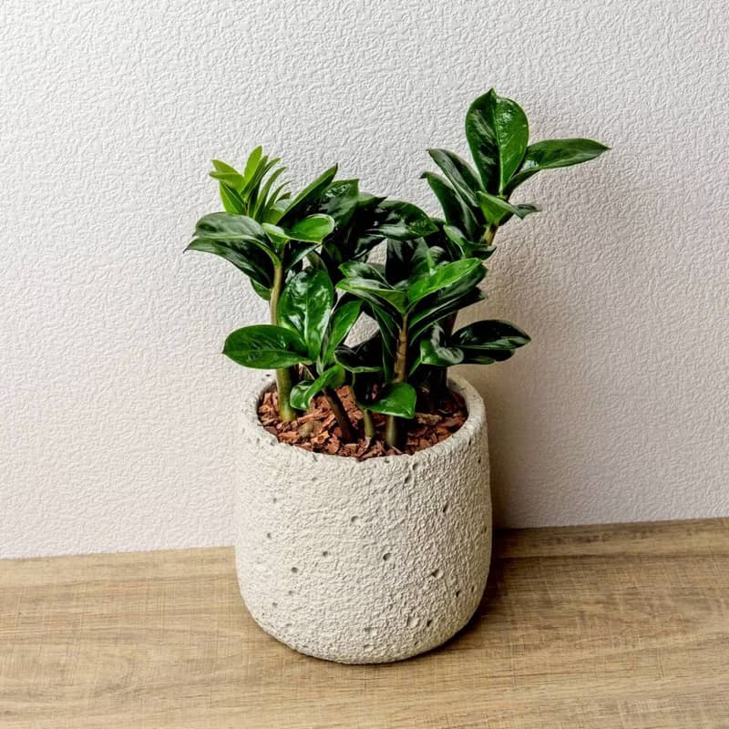 金璽金錢樹 圓點白小水泥盆栽 + 裝飾小公仔1組