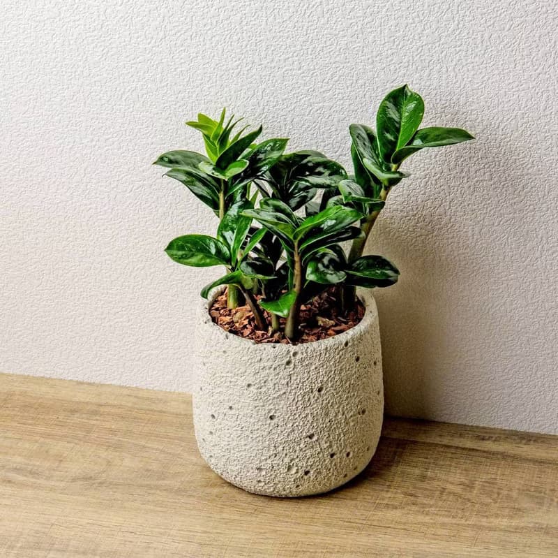 金璽金錢樹 圓點白小水泥盆栽 + 裝飾小公仔1組