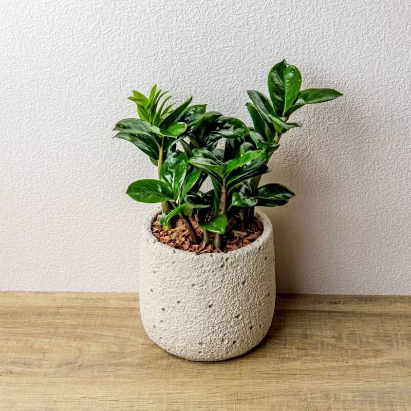 金璽金錢樹 圓點白小水泥盆栽 + 裝飾小公仔1組