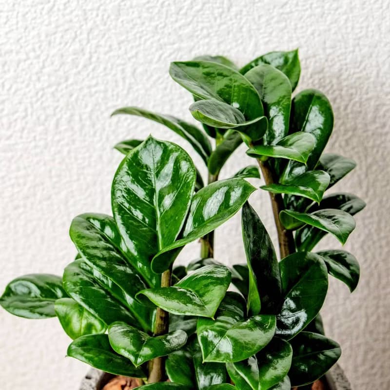 金璽金錢樹 圓點白小水泥盆栽 + 裝飾小公仔1組