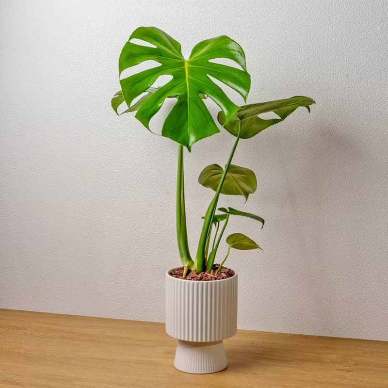 龜背芋白色高腳陶盆 桌上盆栽 室內植物 禮物