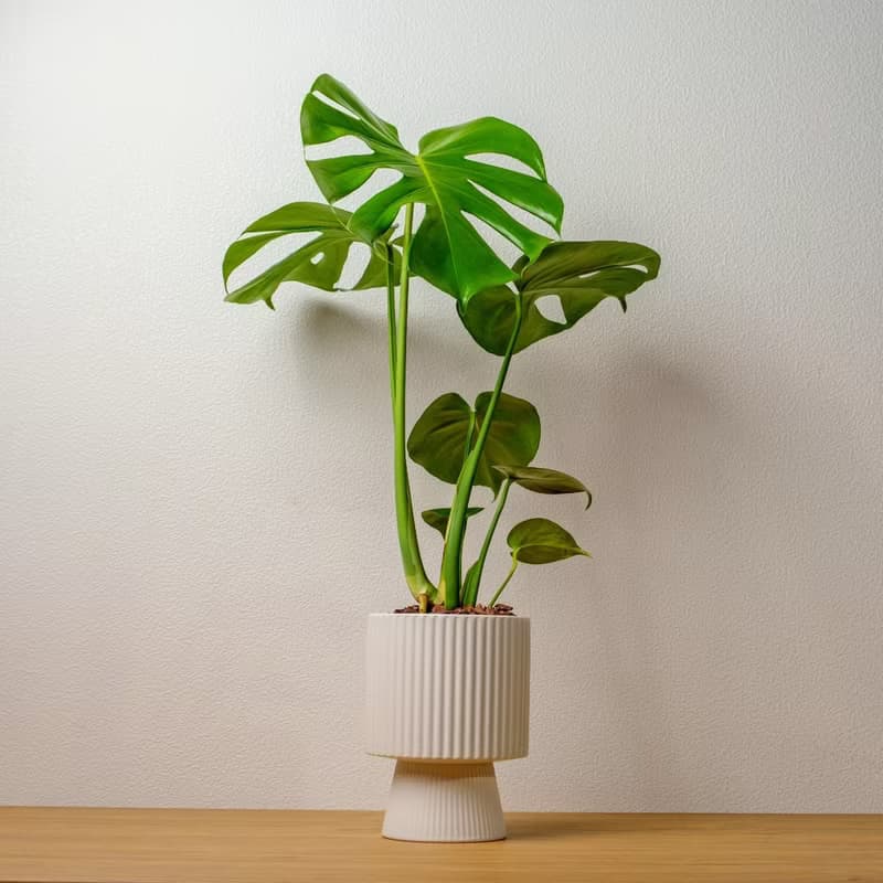 龜背芋白色高腳陶盆 桌上盆栽 室內植物 禮物