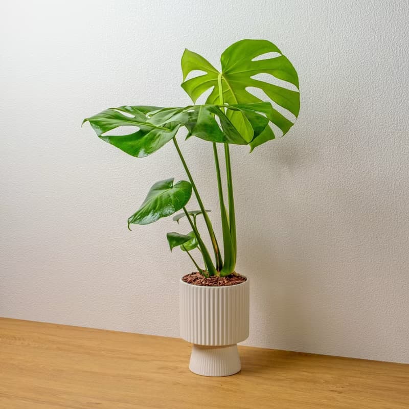 龜背芋白色高腳陶盆 桌上盆栽 室內植物 禮物