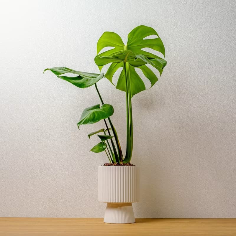 龜背芋白色高腳陶盆 桌上盆栽 室內植物 禮物