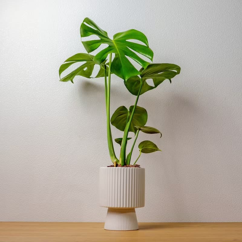 龜背芋白色高腳陶盆 桌上盆栽 室內植物 禮物