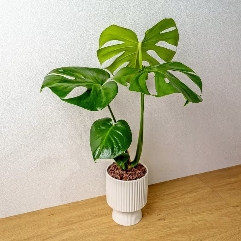 龜背芋白色高腳陶盆 桌上盆栽 室內植物 禮物