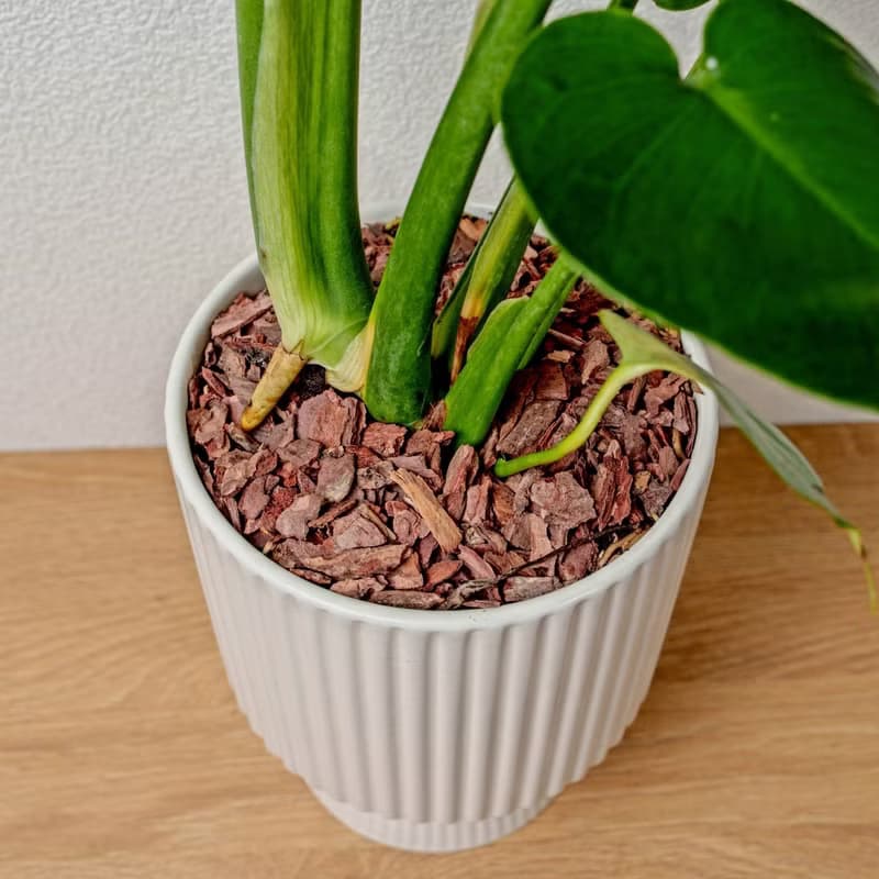 龜背芋白色高腳陶盆 桌上盆栽 室內植物 禮物