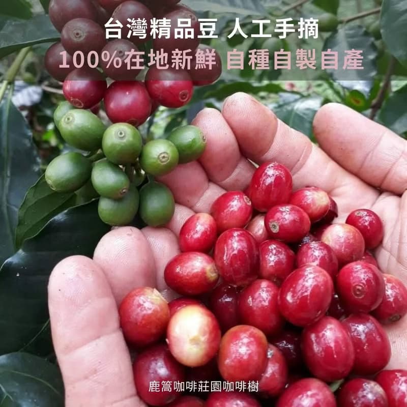 鹿篙濾掛咖啡 台灣豆(10gx5入/粉紅盒/中焙/五款風味) 台灣農林