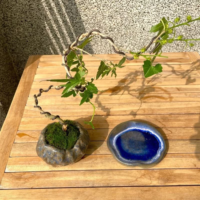 小品盆栽-槭葉桑椹 盆景 送禮