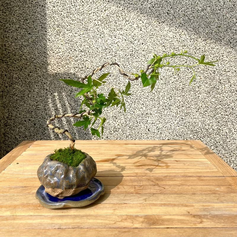 小品盆栽-槭葉桑椹 盆景 送禮