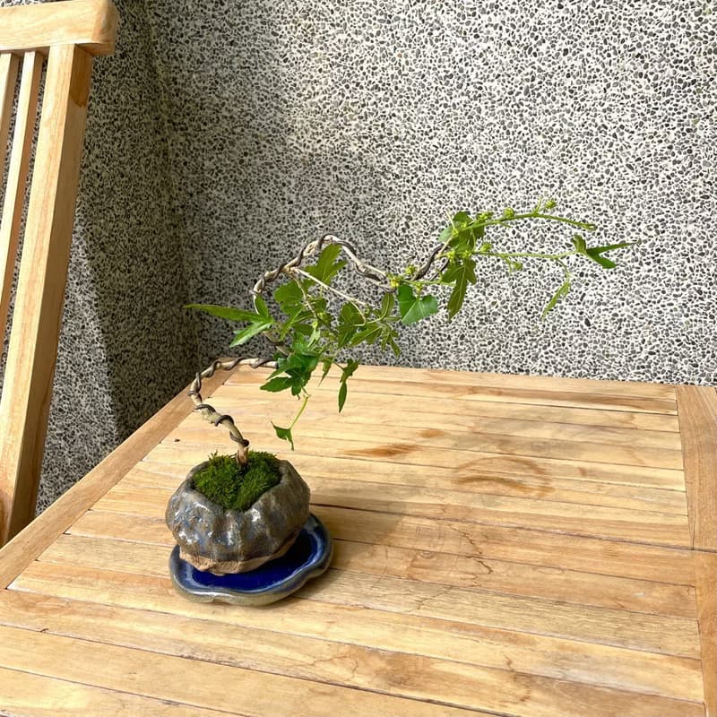 小品盆栽-槭葉桑椹 盆景 送禮
