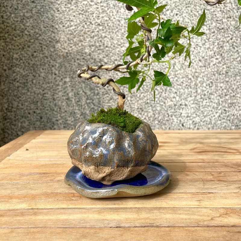 小品盆栽-槭葉桑椹 盆景 送禮