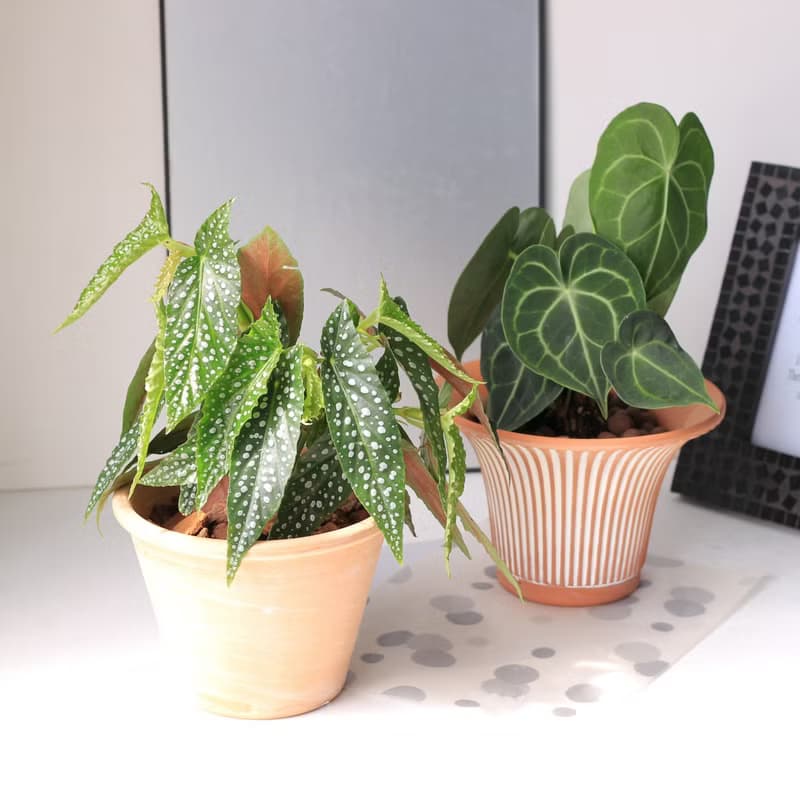 植栽 盆栽 l 白冰秋海棠  Deroma帝羅馬花盆 開幕盆栽 室內植栽