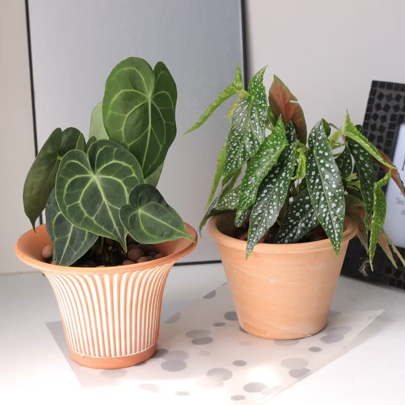 植栽 盆栽 l 白冰秋海棠  Deroma帝羅馬花盆 開幕盆栽 室內植栽