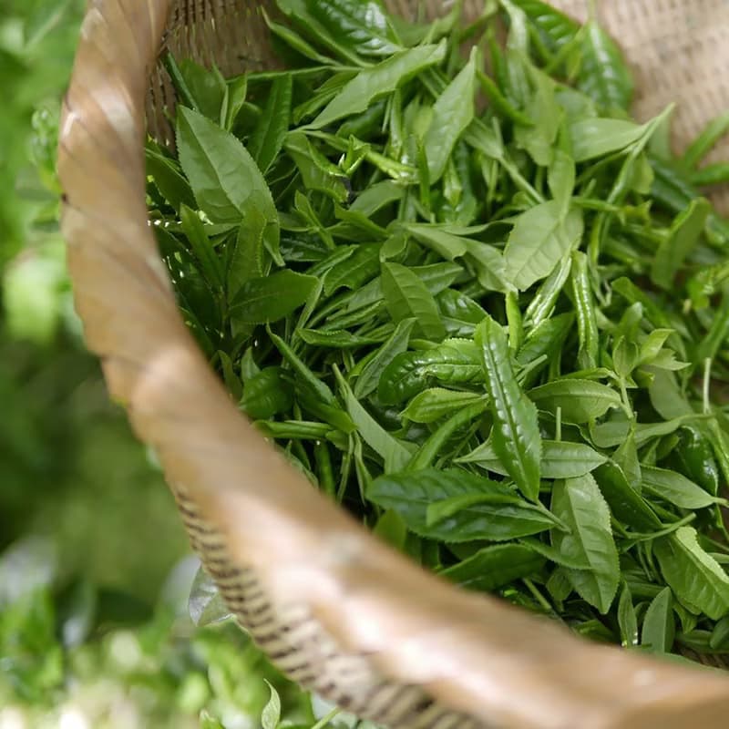 【任選兩罐】清香烏龍茶 台灣茶 清香潤喉