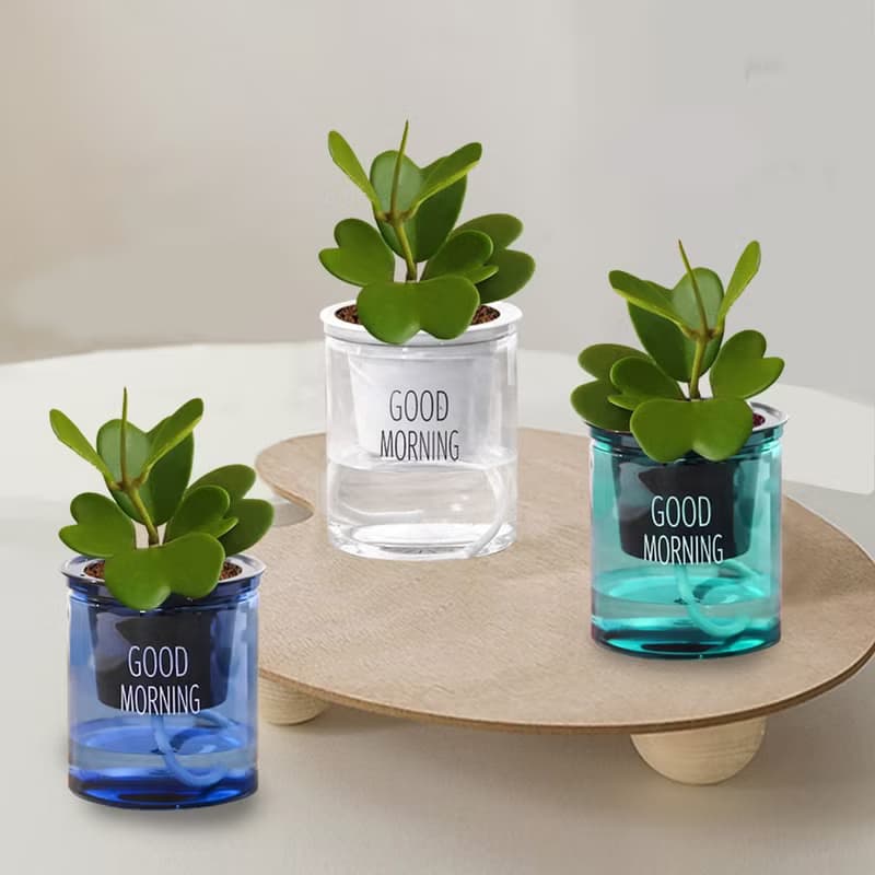 植栽 室內盆栽 愛心 心葉球蘭 懶人盆栽