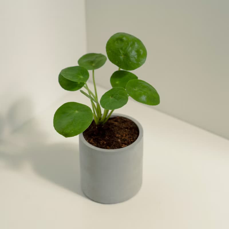 鏡面草│泥作系列│福所栽