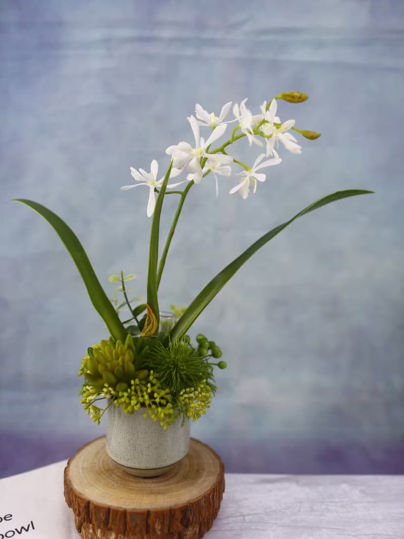 白色小蘭花日式陶盆香氛花禮/入厝禮/開幕/喬遷/送禮/植栽