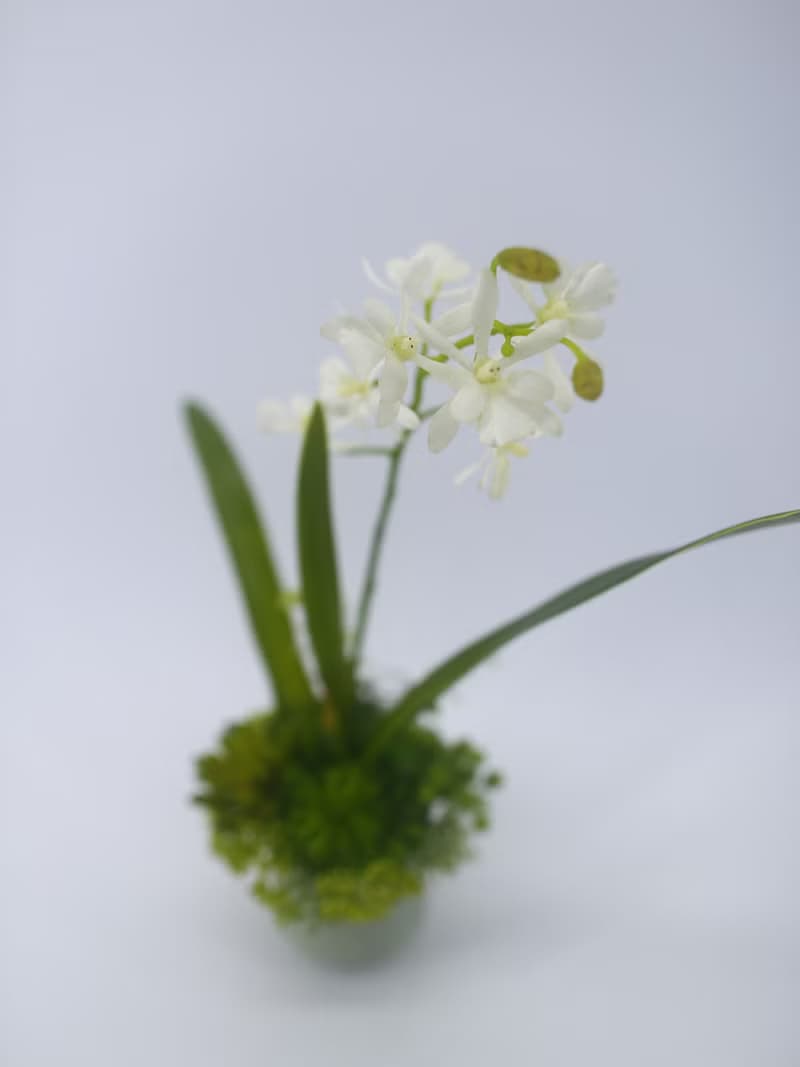 白色小蘭花日式陶盆香氛花禮/入厝禮/開幕/喬遷/送禮/植栽