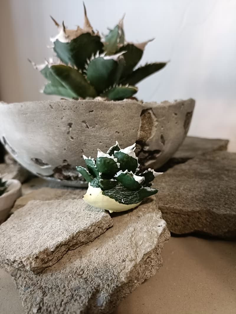 白火焰嚴龍刺蝟