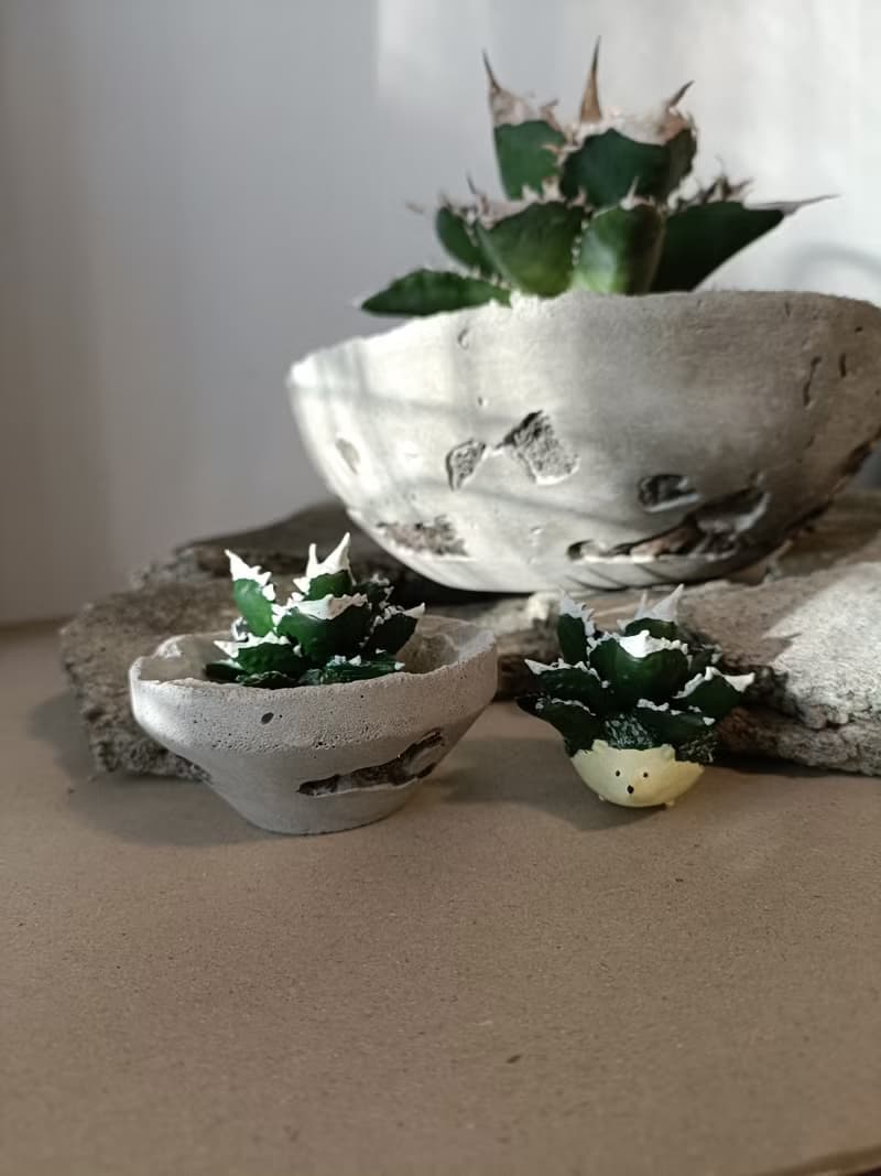 白火焰嚴龍刺蝟