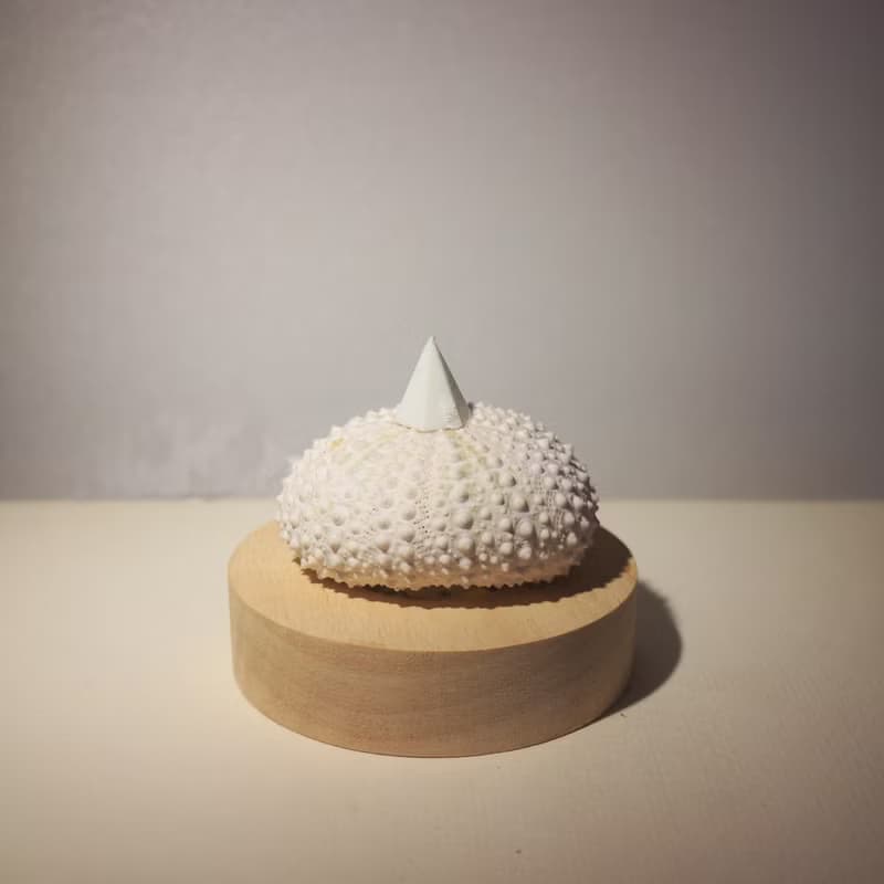 夏夜晚風 - 粉紅海膽殼氛圍燈 桌面療癒擺飾