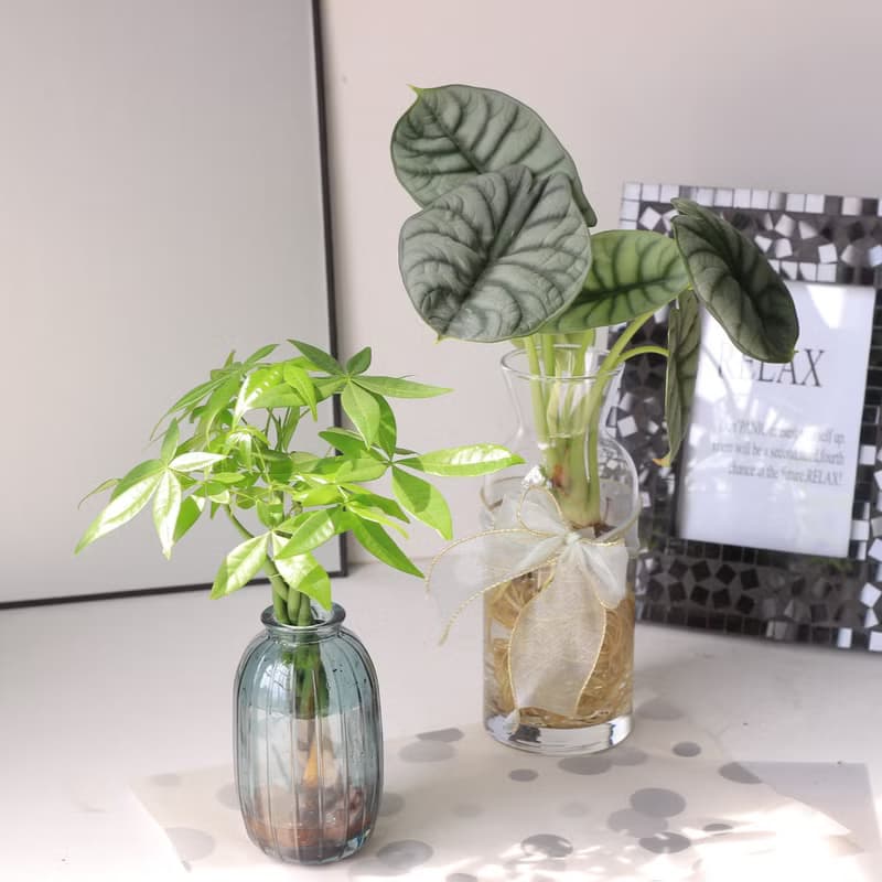 水培植栽│發財樹_室內植物 辦公室盆栽  求財心安樹 店內擺設