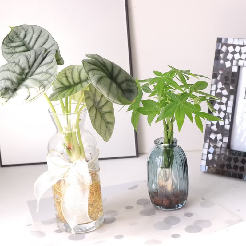 水培植栽│發財樹_室內植物 辦公室盆栽  求財心安樹 店內擺設
